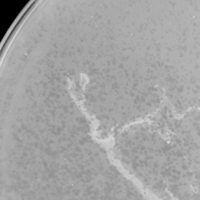 Plankton Plaque Picture
