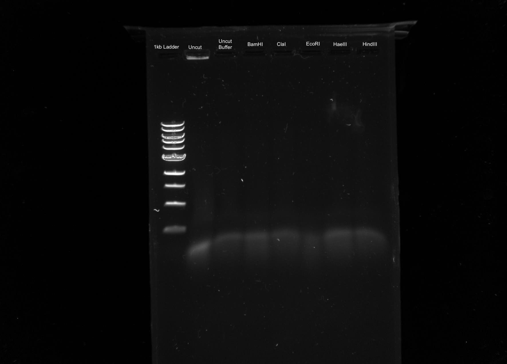 The Actinobacteriophage Database Phage ElPatron