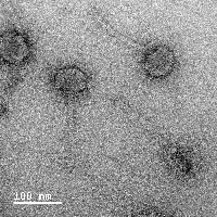 Thumbnail for ISUkevin