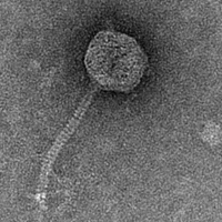 Thumbnail for Soccer