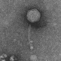 Thumbnail for PoloShirt