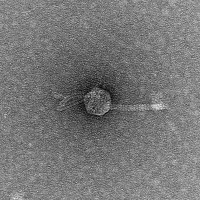 Thumbnail for MillenniumF