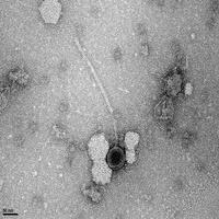 Thumbnail for Sinbad