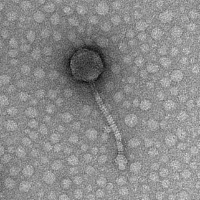 Thumbnail for Desmet