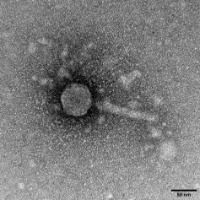 Thumbnail for Wabbit