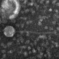 Margarenuno EM Picture