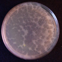 Thumbnail for Katsuki