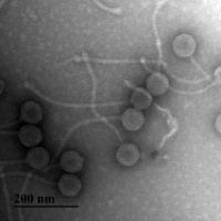 Thumbnail for ShadowBud