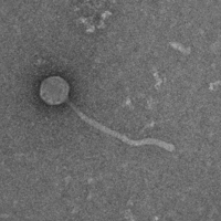 Thumbnail for Ananica