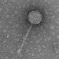 Thumbnail for AngelEd