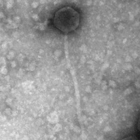 Thumbnail for ArianaSWT