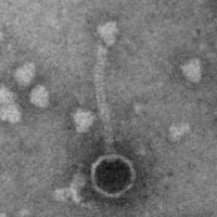 ArmaDitto EM Picture