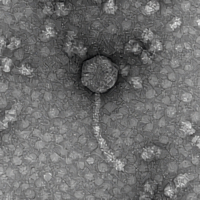 Thumbnail for Ashden