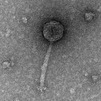 Thumbnail for BigGroundhog