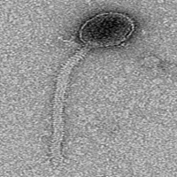 Thumbnail for BlackHoleSun