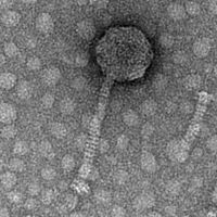 Thumbnail for Bonkerz