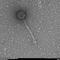 Thumbnail for BootsandCats