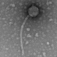 Thumbnail for BuddyBoy