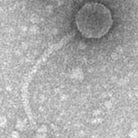 Thumbnail for BuldakRamen