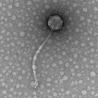 ButterNoodle EM Picture