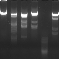 Thumbnail for CatMountain