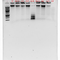 Thumbnail for Timbaa