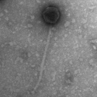 Thumbnail for Calebcenzo