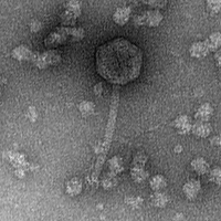 Thumbnail for CardboardBox