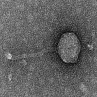 ChickenCurry EM Picture