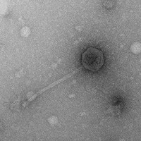 Thumbnail for Chompski