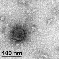 Thumbnail for CoraRita