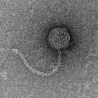 Thumbnail for Curvata