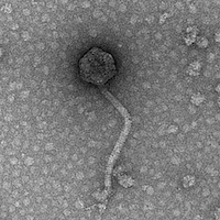 Thumbnail for Lyfizat