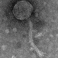 Thumbnail for Damocles