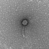 Thumbnail for DootDoot