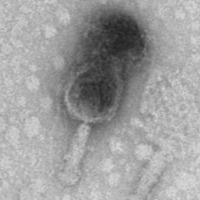 Thumbnail for DrHouse