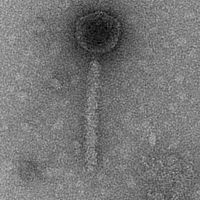 Thumbnail for UziDoorman