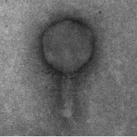 Thumbnail for Pierce