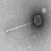 Thumbnail for Joginder