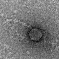 Thumbnail for BetterCallSaul