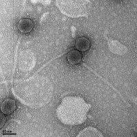 Thumbnail for Vorron