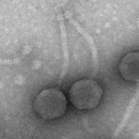 Thumbnail for Hussamoose