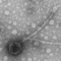 Thumbnail for Lysara