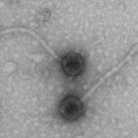 Thumbnail for Gabina