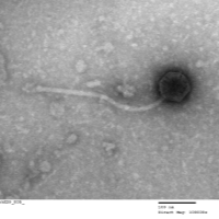 Thumbnail for WashU29