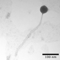 Thumbnail for Emilia