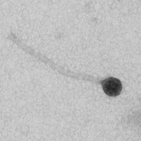 Thumbnail for Ephyros