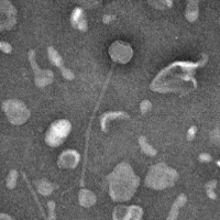 FelixTres EM Picture