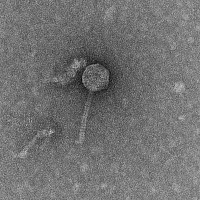 Thumbnail for FirePit