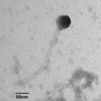 FloweroSharon6 EM Picture